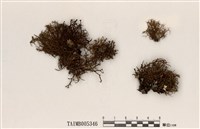 藏品(樹花屬)的圖片